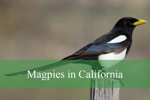 Magpies in California