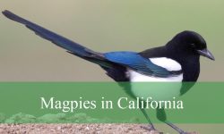 Magpies in California: Species, Behavior, and Best Places to Watch