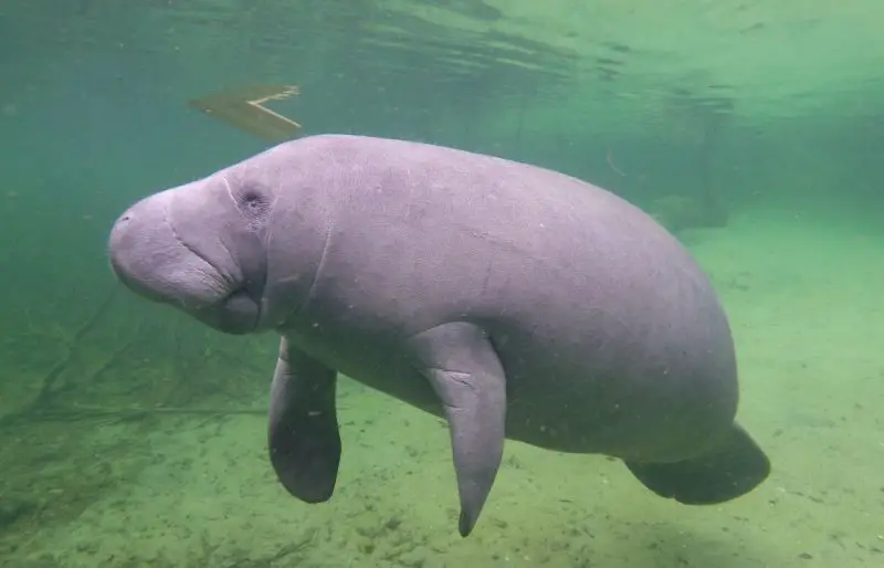 Manatees in Florida