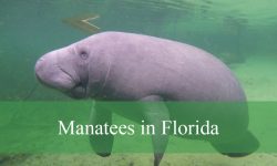 How Are Manatees in Florida Related to Elephants