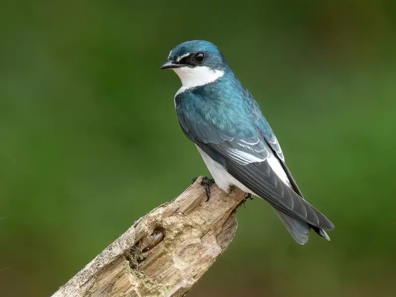 Swallows in Texas