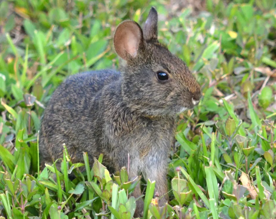Wild Rabbits in Georgia