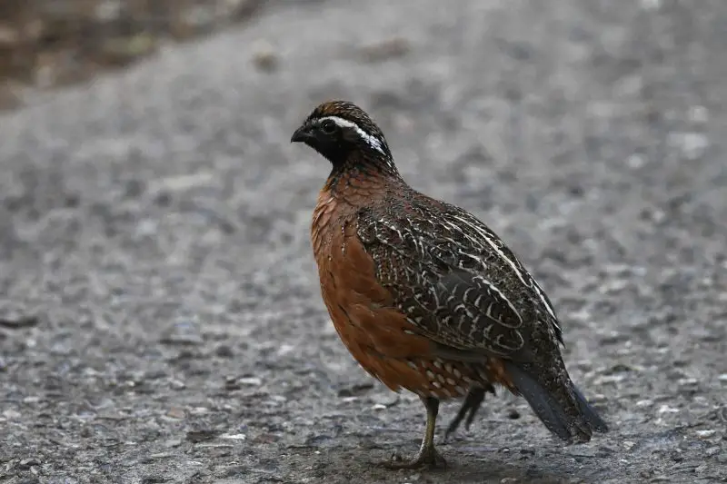 Quail in Arizona