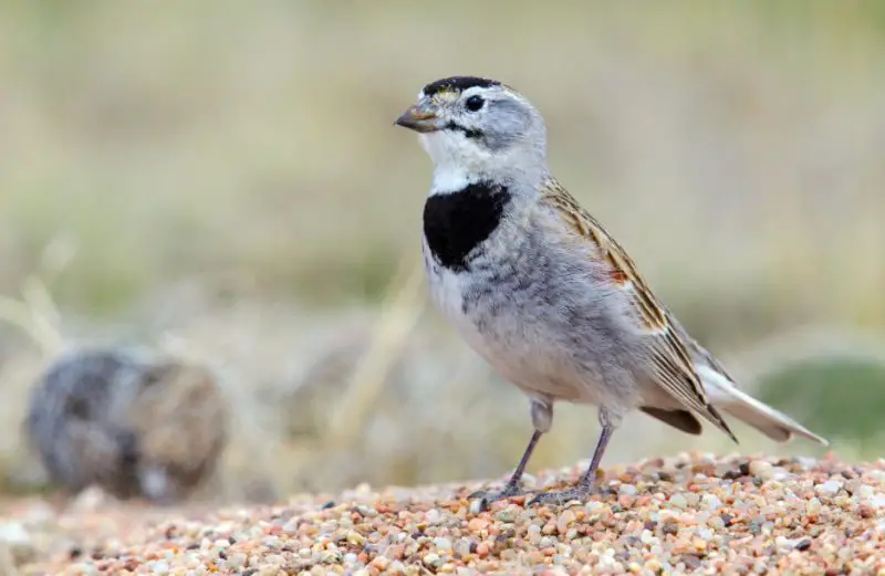 Sparrows in Texas