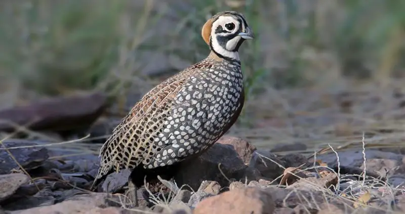Quail in Arizona
