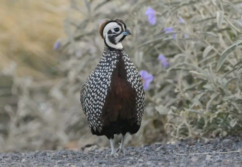 Quail in Texas