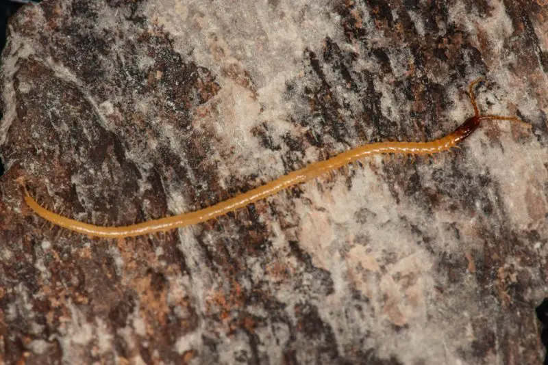 Centipedes in Hawaii