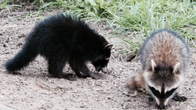 Raccoons in Ohio