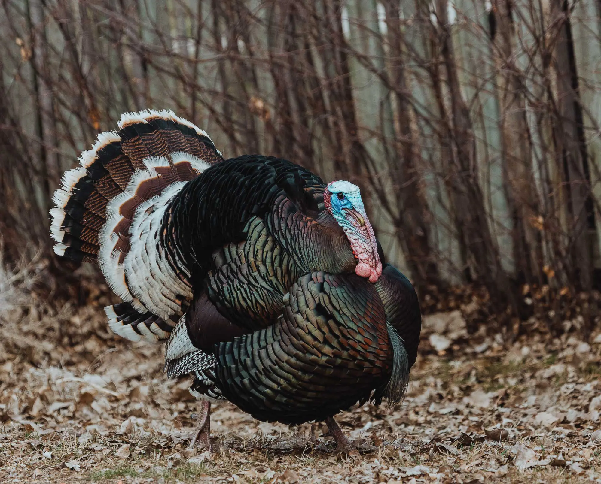 Wild Turkeys in California