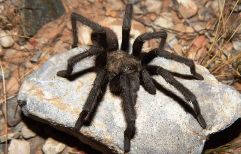 Tarantulas in Texas