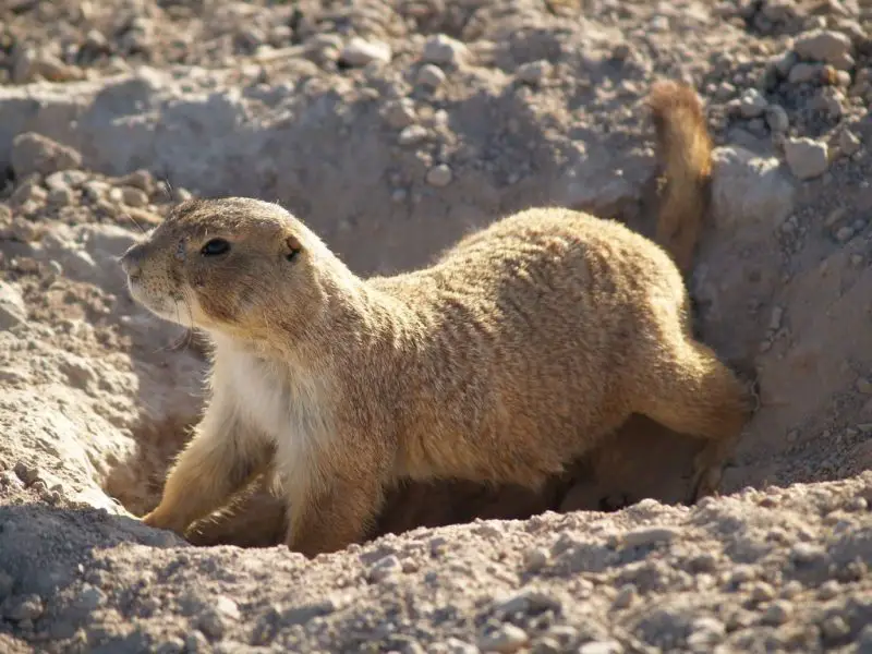 Prairie Dogs in Texas