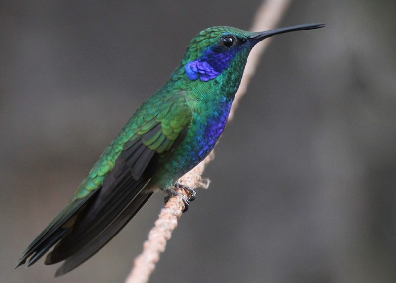 Hummingbirds in Mississippi