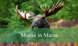 All About Moose in Maine: Wild Facts That Will Surprise You