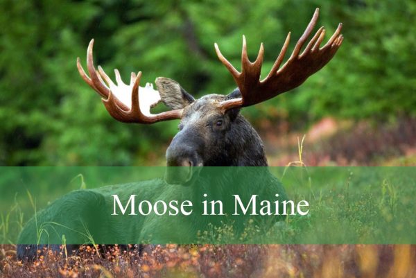 Moose in Maine