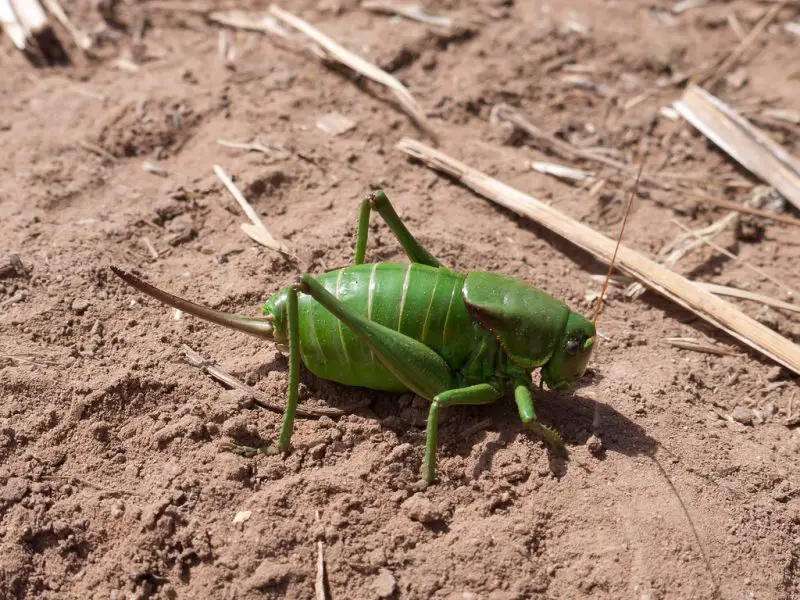 Crickets in Texas