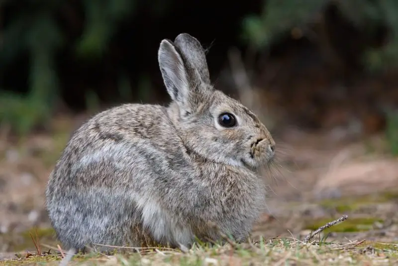 Wild Rabbits in Oregon