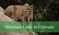 Do Mountain Lions in Colorado Hunt Alone or in Groups