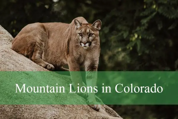 Mountain Lions in Colorado Hunt
