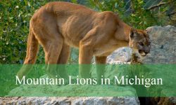 Mountain Lions in Michigan: Types, Behavior, Habits, Facts