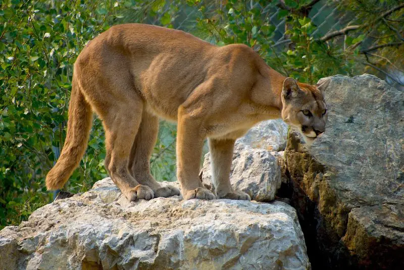 Mountain Lions in Michigan