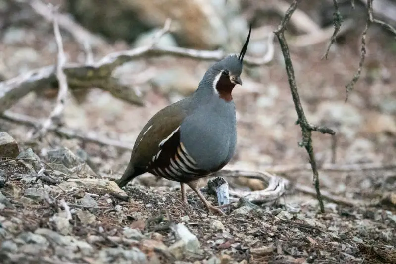 quail in washington state