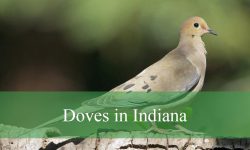 3 Types of Doves in Indiana (With Pictures and Identification)