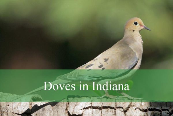 Doves in Indiana