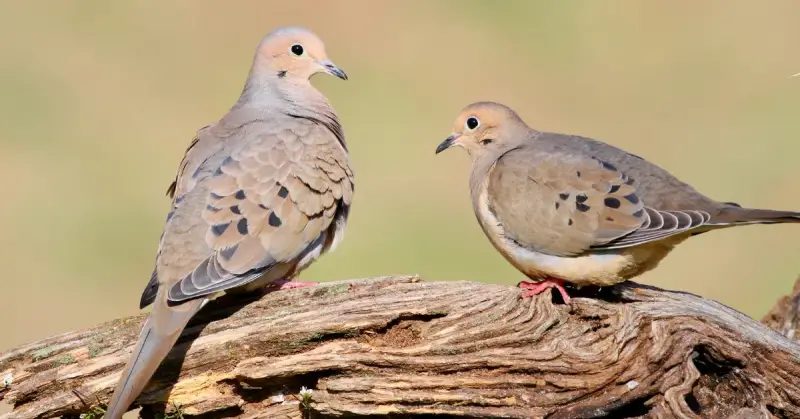 Doves in Florida