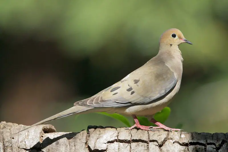 Doves in North Carolina