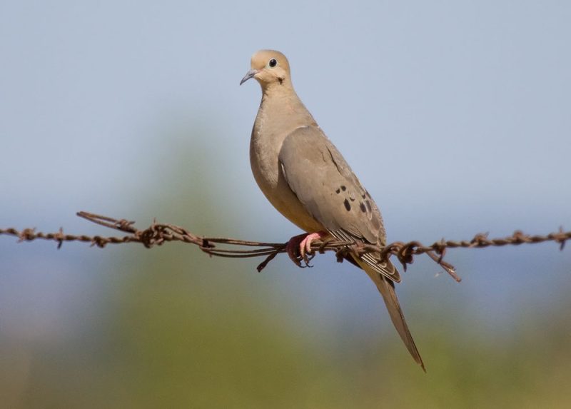 Doves in Arizona