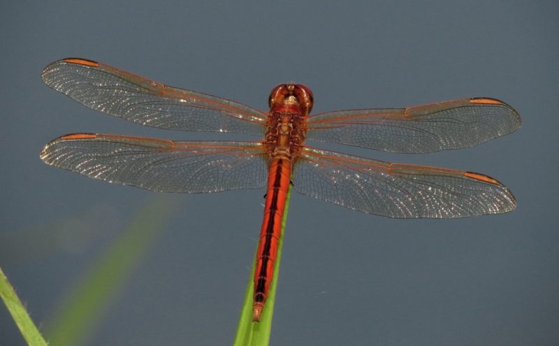 Dragonflies in Florida