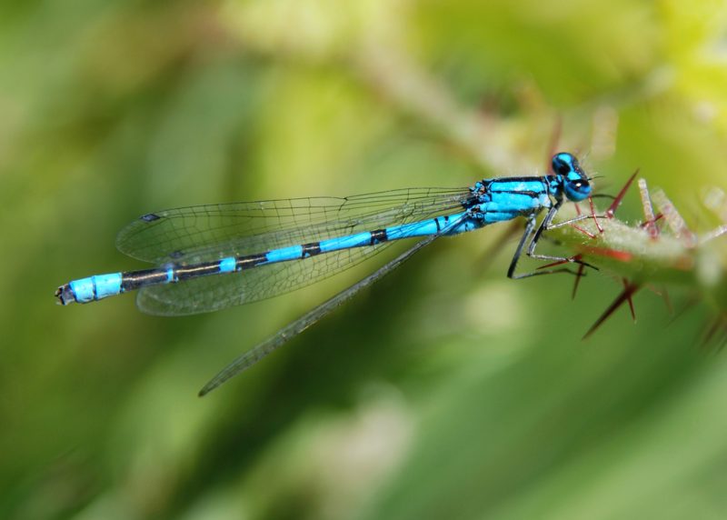 Dragonflies in Ohio