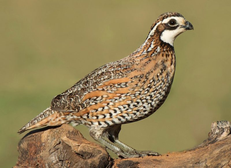 Quail in Nebraska