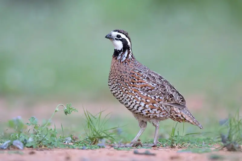 Quails in Georgia