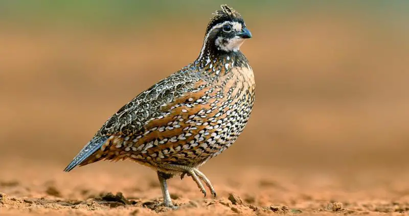 Quail in Texas