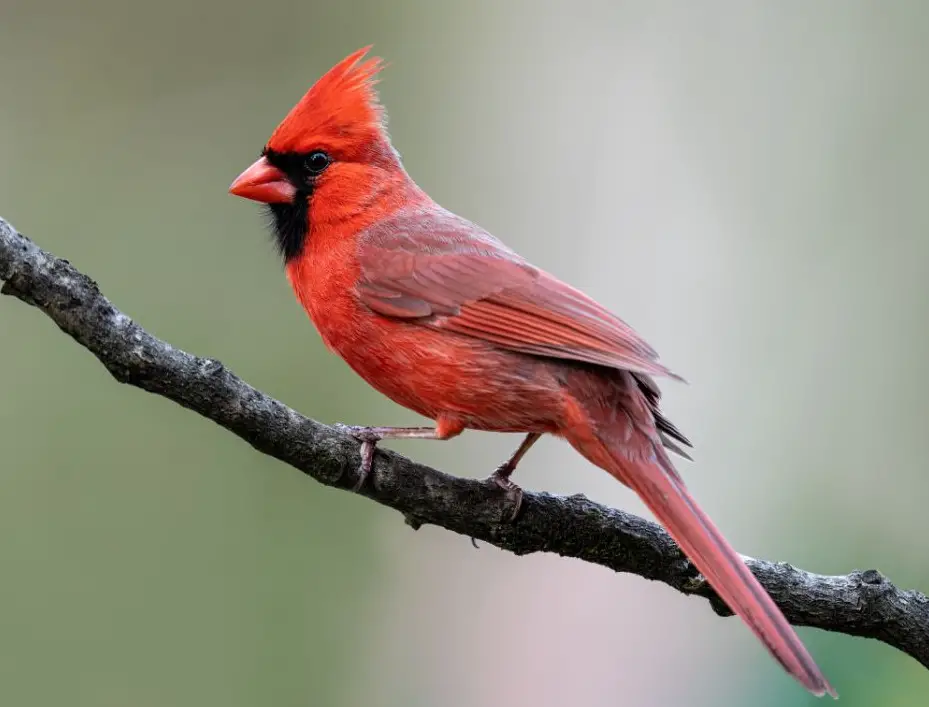 Cardinals in Texas
