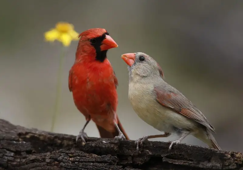 common birds in virginia