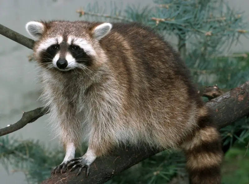 Raccoons in Minnesota