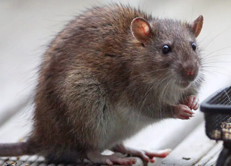 Rodents in Hawaii