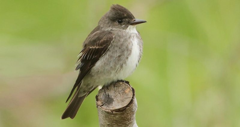 Flycatchers in Texas