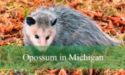 Opossum in Michigan: Types, Behavior, and Best Viewing Spots