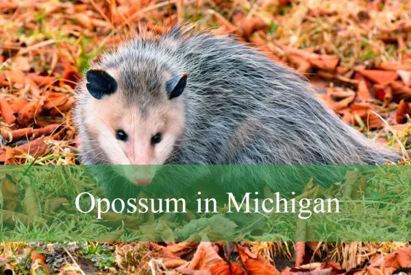 Opossum in Michigan