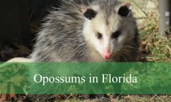 Secrets of Opossums in Florida You Didn’t Know