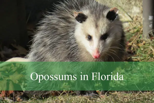 Opossums in Florida