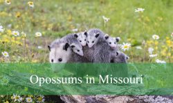Opossums in Missouri: 5 Fascinating Facts That May Surprise You