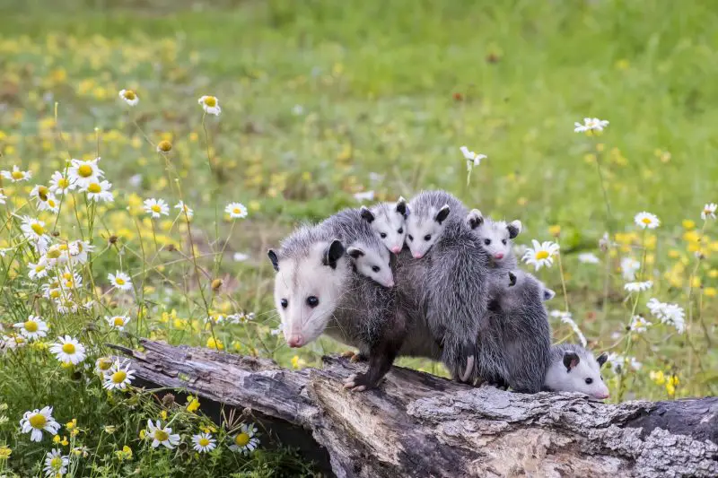 Opossums in Missouri