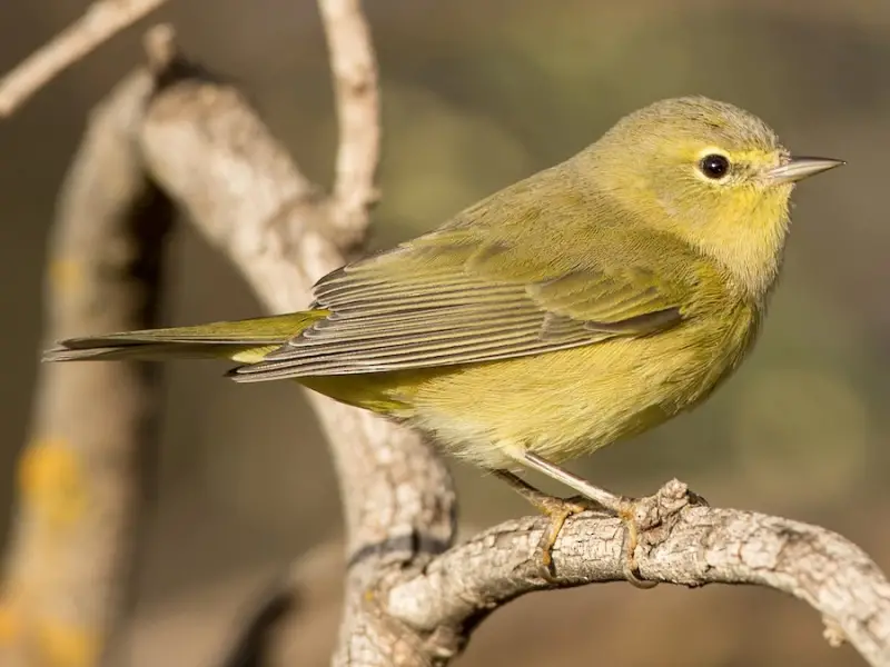 Warblers in Wisconsin