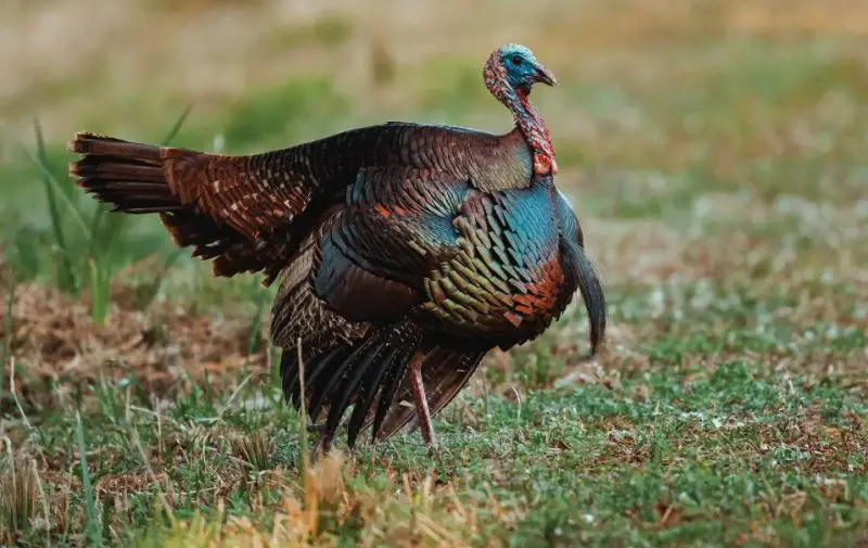 Wild Turkeys in Georgia