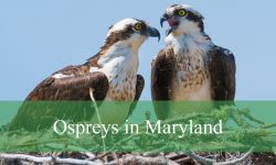 Ospreys in Maryland: Amazing Facts You Didn’t Know