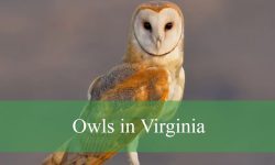 10 Species of Owls in Virginia (With Pictures and Identification)